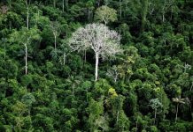 Brasil é responsável por um terço da perda de florestas virgens no mundo; 95% na Amazônia