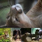 foto abrigo de onças