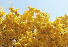 O florescimento dos Ipês, símbolo do nosso cerrado!