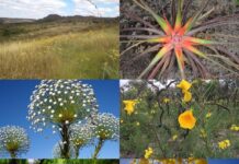 Dia Nacional do Cerrado: projetos reforçam leis para proteção do bioma