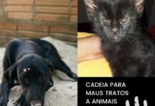 Agora é lei: a ONG Piripatas alerta que protetores vão pedir prisão de até 5 anos, para quem maltrata animais