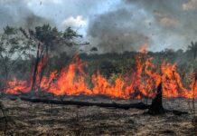 Brasil registra mais de 200 mil focos de queimadas em 2020; número é o maior na década