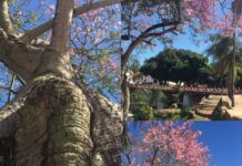 Barrigudas enfeitam Pirenópolis