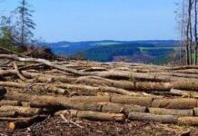 Desmatamento na Amazônia em abril atinge o pior índice para o mês desde 2016