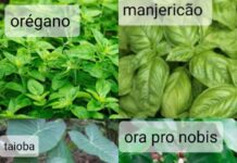 Plantas que aumentam a imunidade