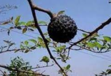 Saiba quais são os benefícios da Mutamba