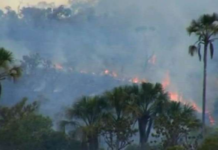Alerta de Risco: Sem chuvas, mês de setembro é o mais preocupante nas queimadas do Cerrado, avalia especialista da UFG
