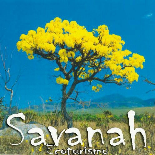 Savanah Ecoturismo