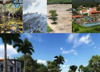 Como denunciar um crime ambiental de forma segura e anônima. Pirenópolis enfrenta diversos tipos de crime ambiental