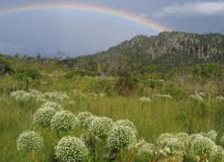 Boa notícia: houve uma queda de 20,8% do desmatamento, nos 11 estados e no Distrito Federal, que compõem o bioma do Cerrado, entre agosto de 2024 e julho de 2025