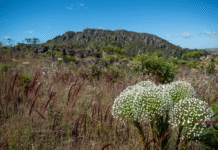 Projeto pioneiro vai mapear espécies ameaçadas e avaliar risco de extinção da flora goiana