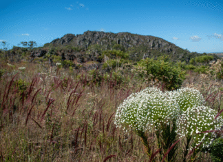 Projeto pioneiro vai mapear espécies ameaçadas e avaliar risco de extinção da flora goiana