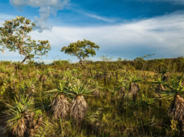 Plantas “baixinhas” do Cerrado tem mais de 100 anos, revela estudo