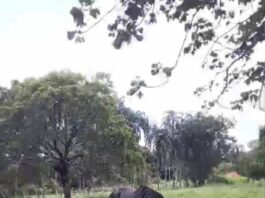 Cavalo é sacrificado após ser atropelado por veículo em alta velocidade, na zona rural de Pirenópolis. O acidente aconteceu no final da tarde do último sábado(18)
