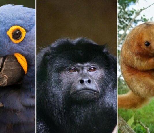 Brasil atualiza lista de fauna ameaçada de extinção e inclui 180 novas espécies