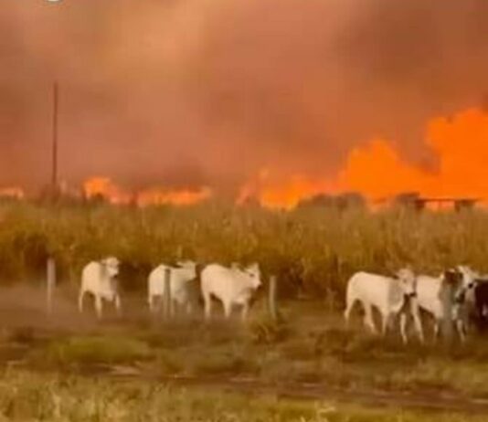 Alerta em Goiás: Calor extremo e proibição do uso de fogo. Está proibido queimadas para eliminar lixo e outros resíduos em imóveis urbanos e rurais